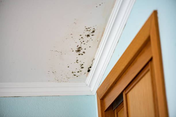 Certified Mold Removal in Whitehall, OH