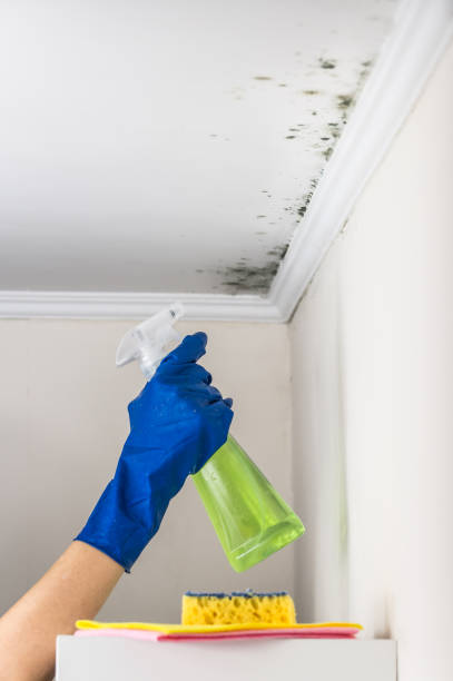 Best Crawl Space Mold Removal  in Whitehall, OH