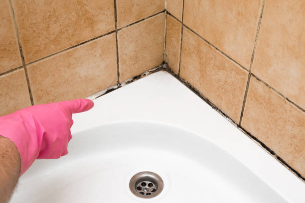 Best Professional Mold Removal  in Whitehall, OH