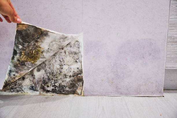 Best Local Mold Removal Service  in Whitehall, OH